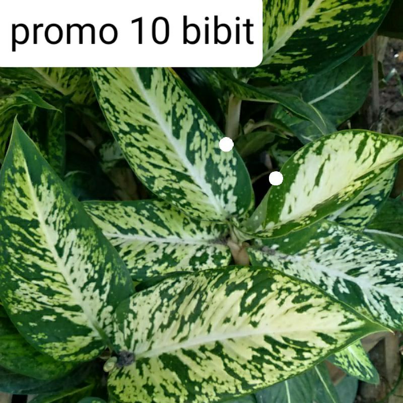 promo 10 bibit aglonema brazil