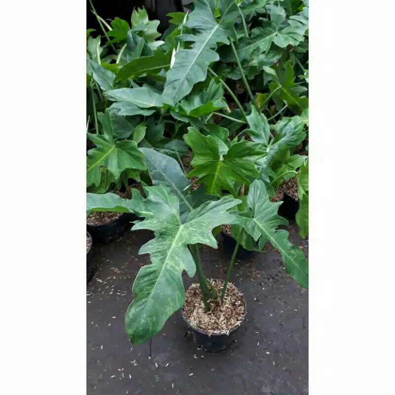 philodendron golden dragon varigata-golden dragon varigata-philo golden dragon varigata-tanaman hias