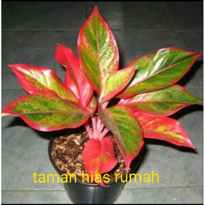 Aglonema Lipstik/Siam Aurora (Aglonema lipstik Siam Aurora) Grosir