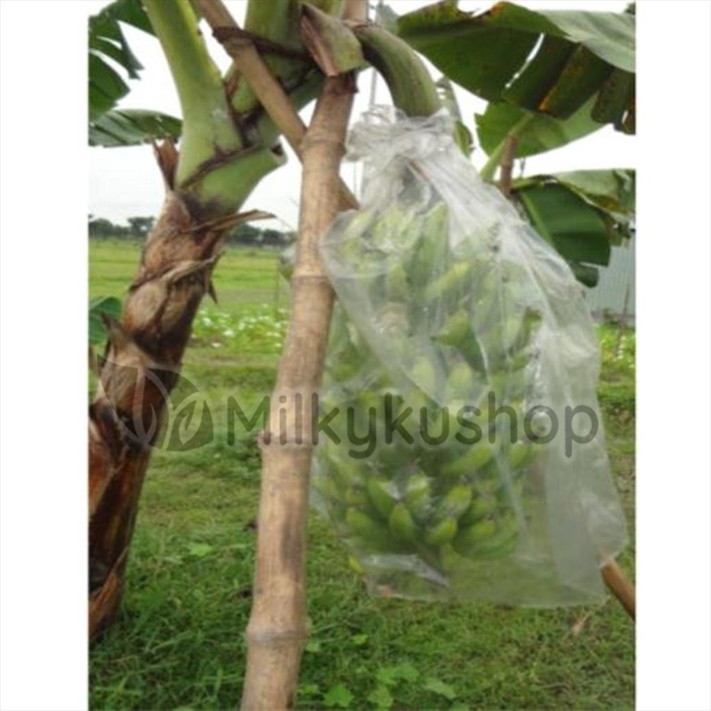 FRUIT COVER ROLL BENING 5 KG PLASTIK METERAN PEMBUNGKUS PISANG