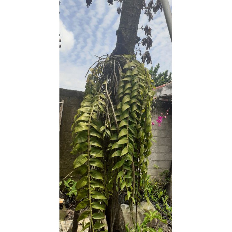 

D.Appylum
