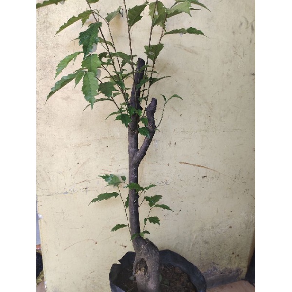 bahan bonsai Amplas hitam sudah tunas