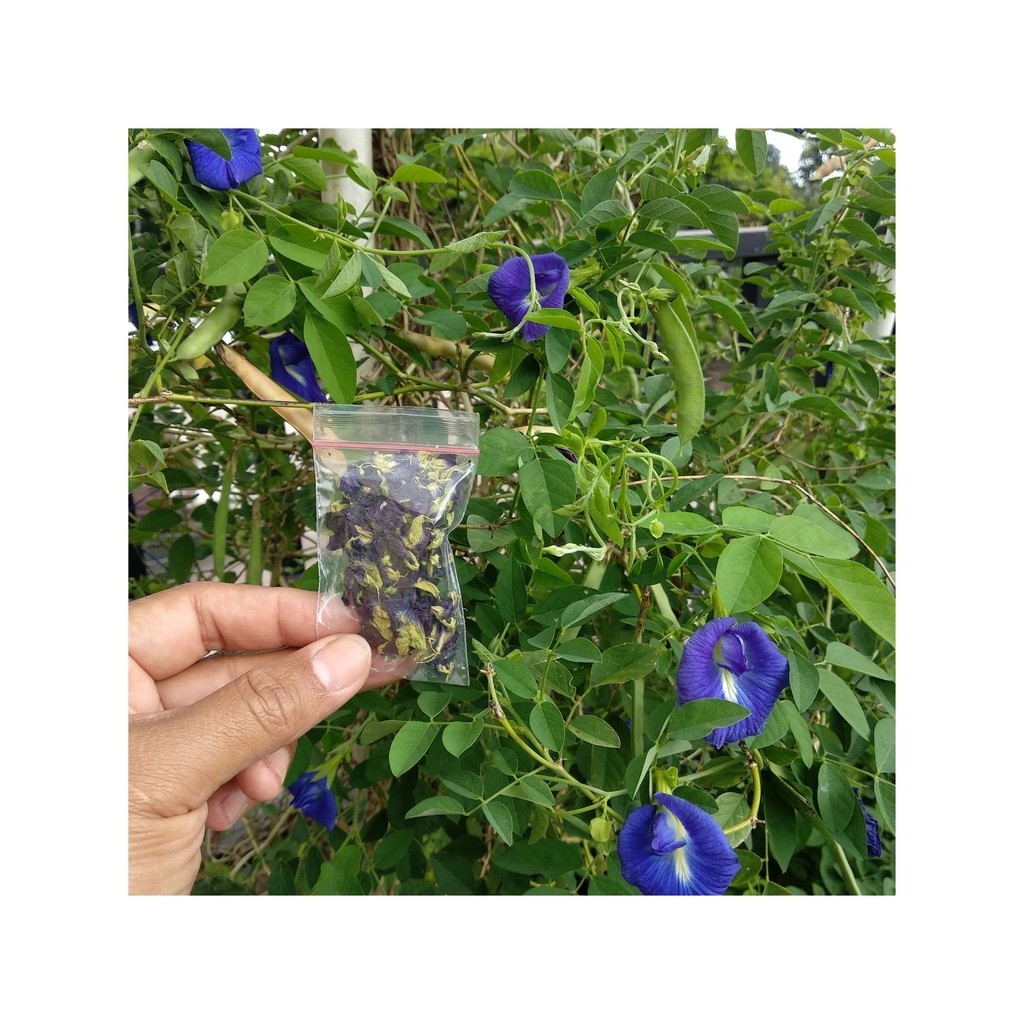 

TEH BUNGA TELANG BIRU KAMEUMEUT 2 GRAM