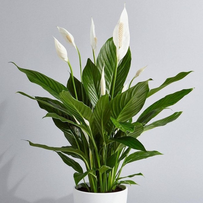 Peace Lily 'Spatuphilum' / Tanaman Hias Indoor