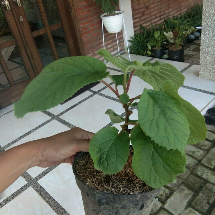 PROMO BIBIT TANAMAN BUAH KIWI GOLDEN-BIBIT KIWI JANTAN BETINA-KIWI GODEN