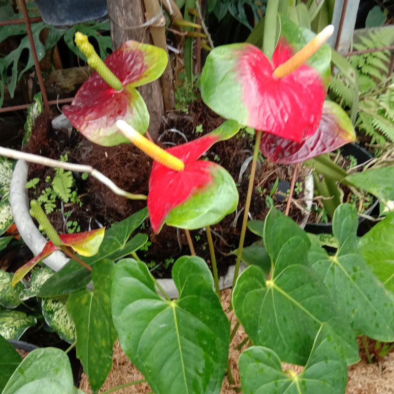 anthurium presiden
