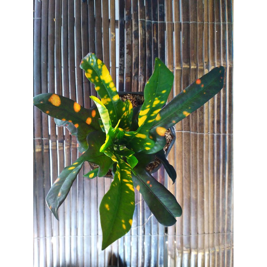 

Puring | croton concord Brazil