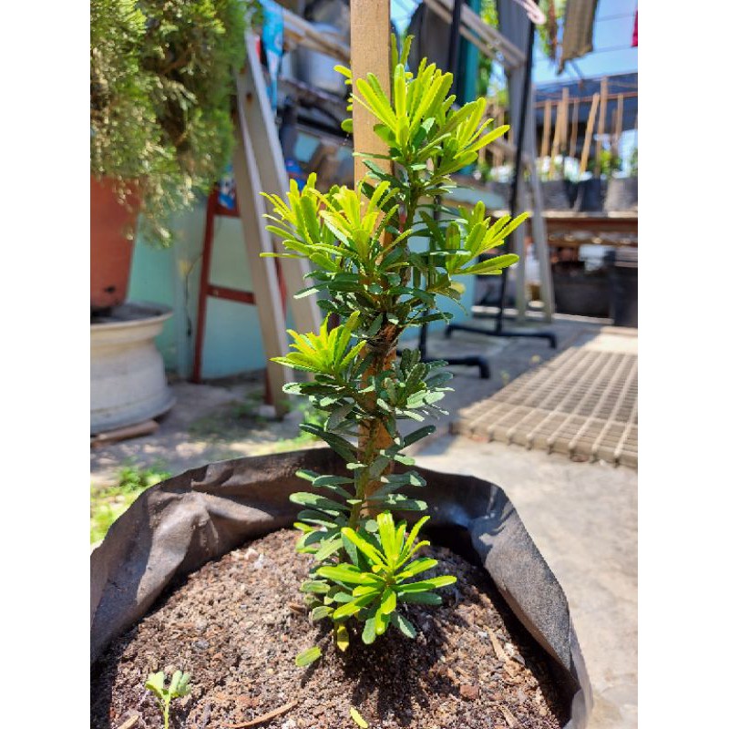 BIBIT LOHANSUNG CINCUAN