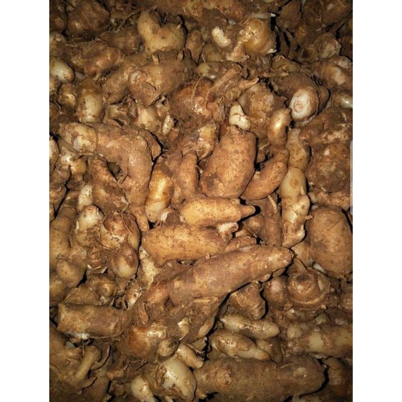 

kencur / Cikur segar berat bersih 1kg