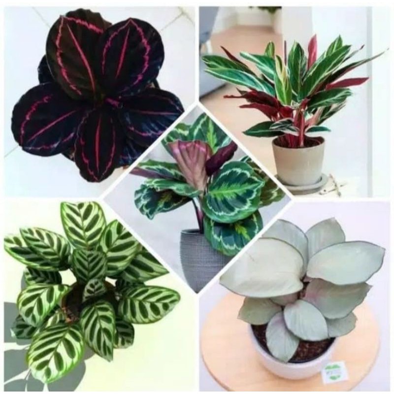 5pcs tanaman hias calathea