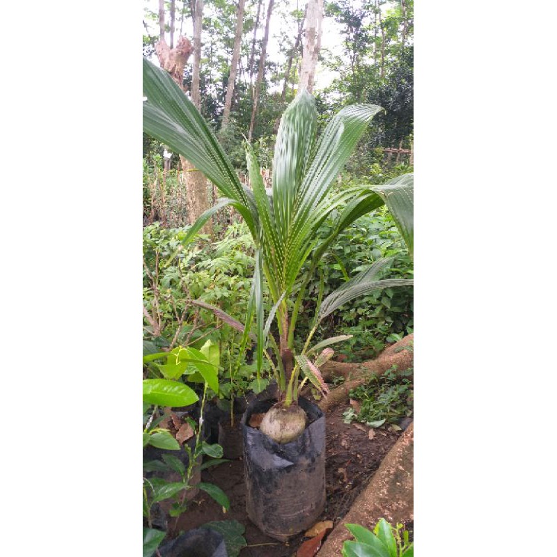 Bibit Kelapa Pandan Wangi Thailand.