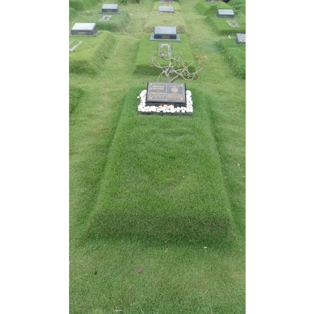 rumput jepang untuk makam