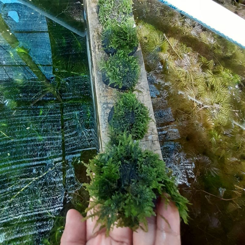 Jual Mos Mini Crismost Media Wabikusa Tanaman Aquascape Hiasan Aquarium Tanaman Akuarium