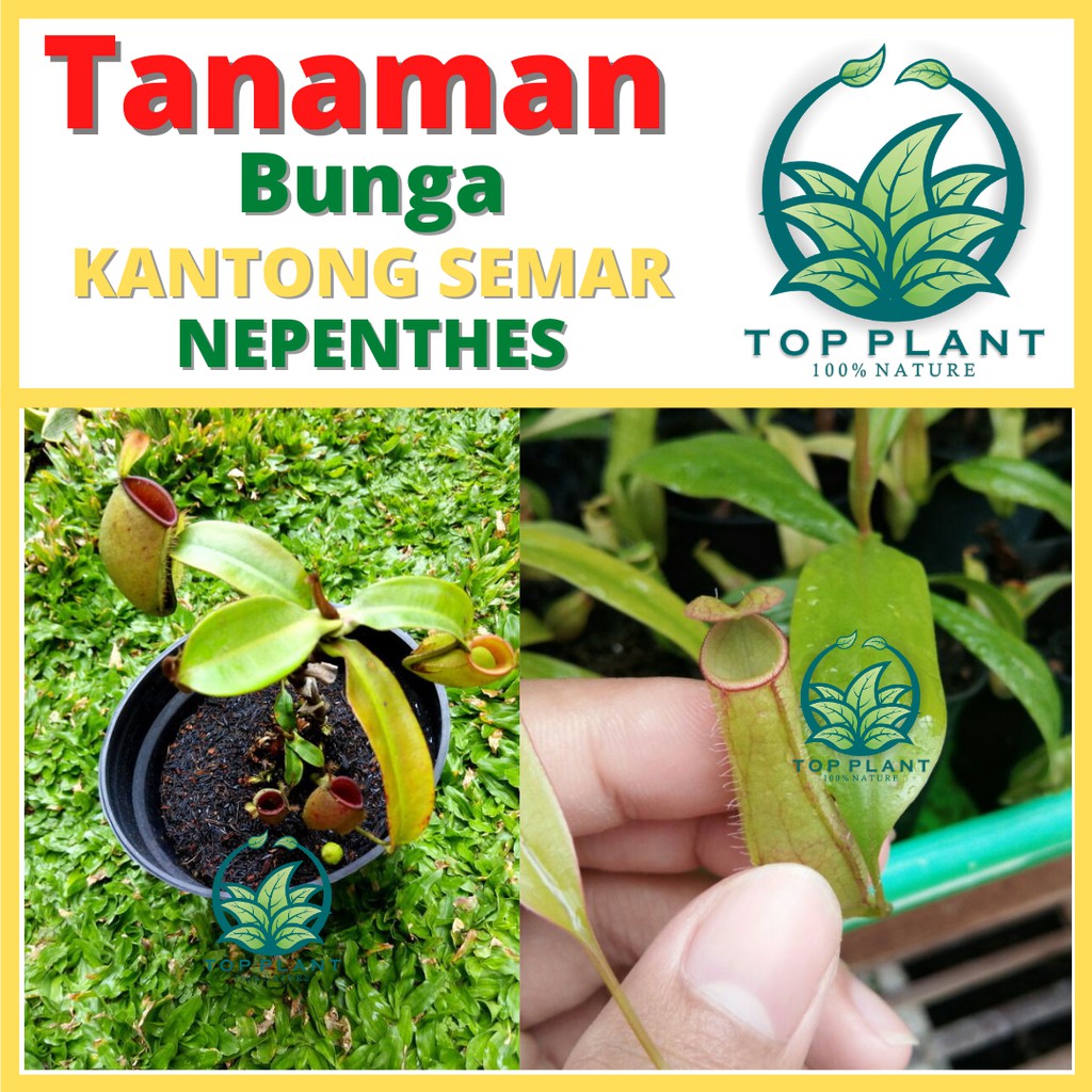 Tanaman Hias Nephentes - Kantong Semar (Nepenthes mirabilis ) - Bibit Tanaman Hidup