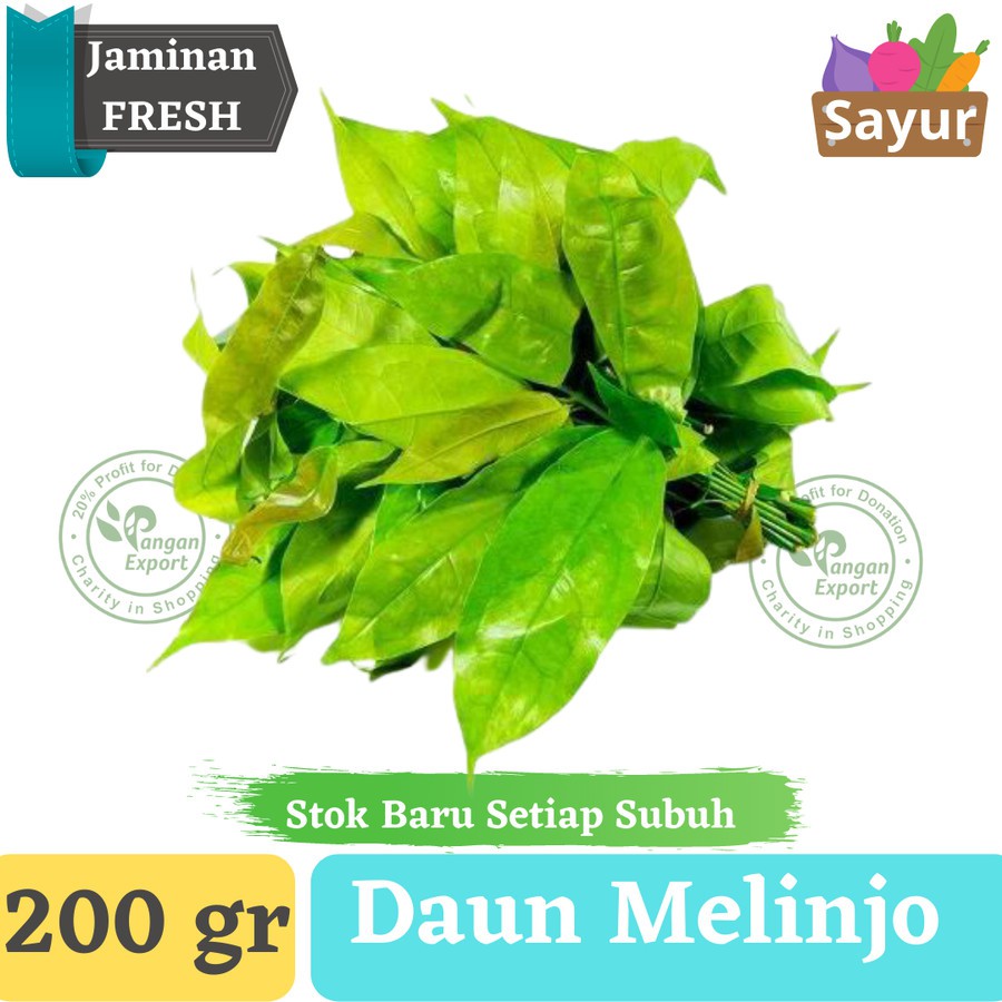 

Daun Melinjo , Daun Tangkil Segar