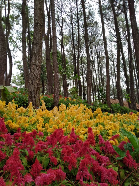 Cetak Kemasan Sachet Masker / Bungkus Makanan Desain Custom