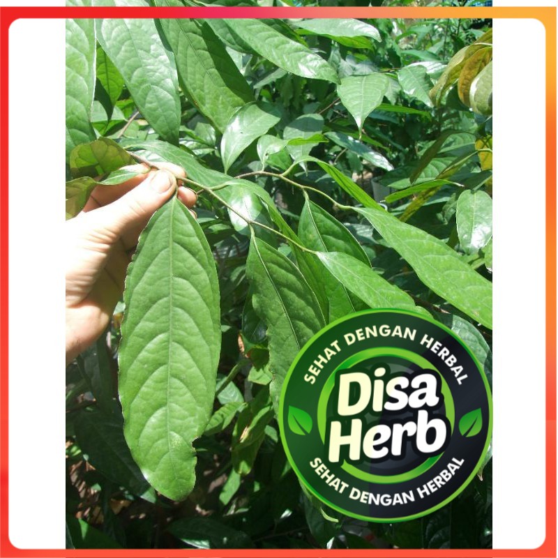 

DAUN KEPEL KERING 1000 GRAM / 1 KG - Stelechocarpus Burahol - MURNI - JSR - REMPAH
