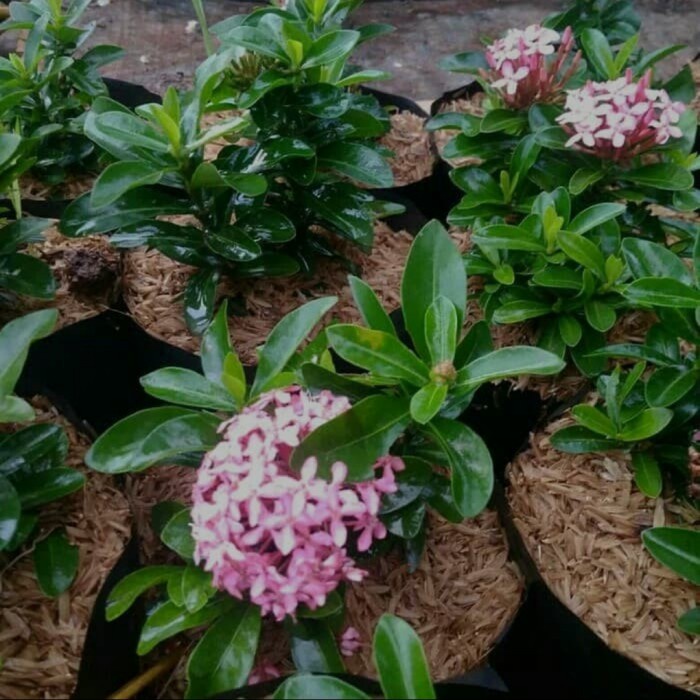 Bibit tanaman hias bunga Asoka | Asoka jambon | Asoka mini