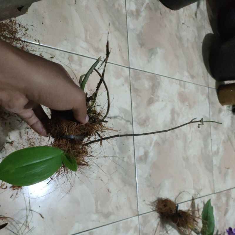 [ FIX ORDER ] ANGGREK BULAN SPIKE 2