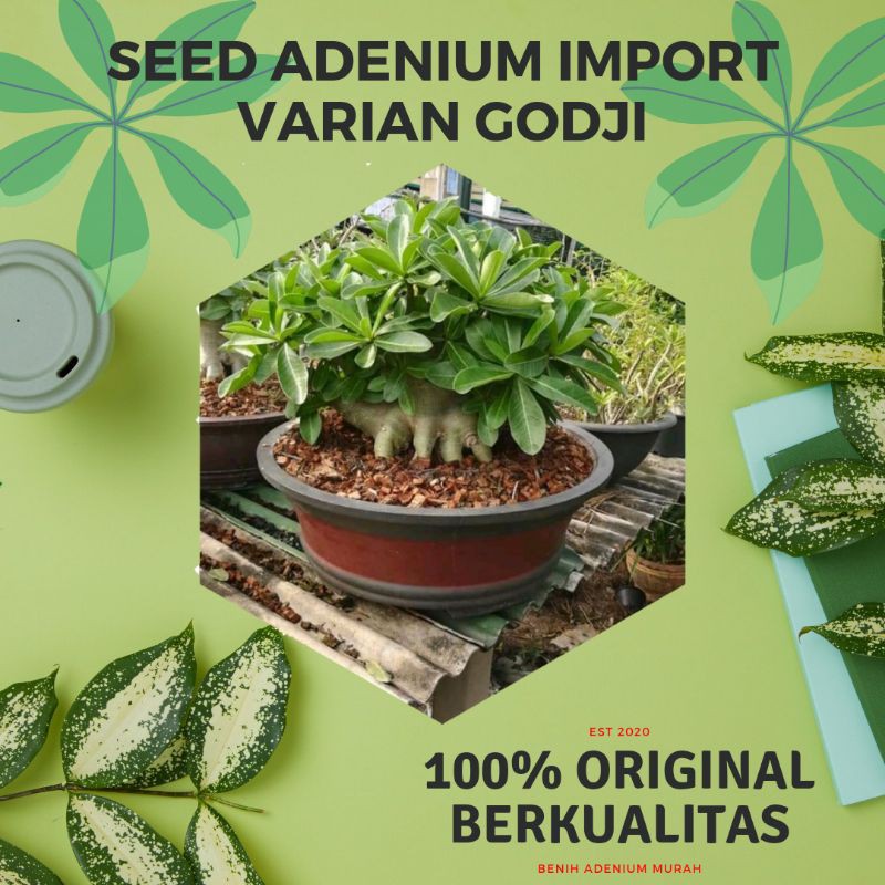 [ECER] GODJI SEED ADENIUM IMPORT - GODJI SERIES - BIJI EKSKLUSIF - TERMURAH - BIJI MAHAL
