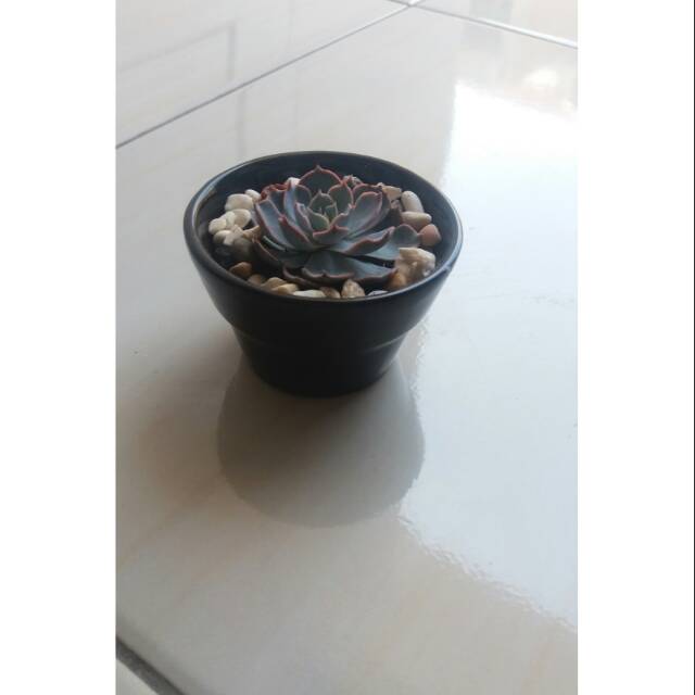 Pot keramik kecil (tanpa tanaman)