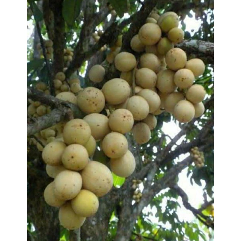 bibit unggul buah duku Komering hasil okulasi cepat berbuah