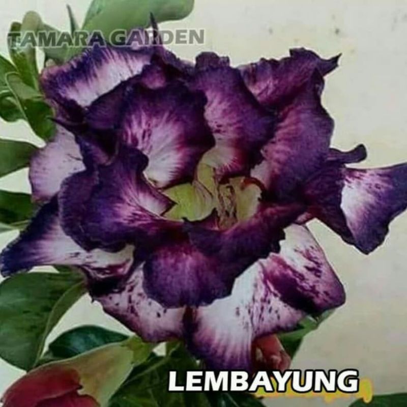 

bibit bunga kamboja adenium lembayung