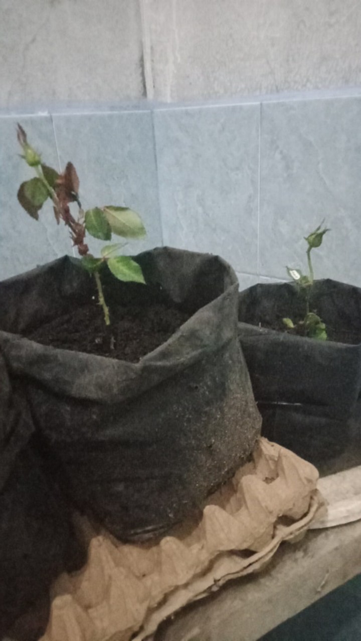 Paket Tanaman Bunga Mawar Mix 12 Pohon (1kg)