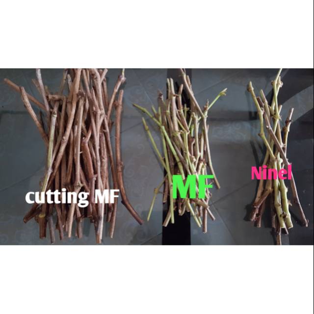 Cutting mf+entres mf+entres ninel