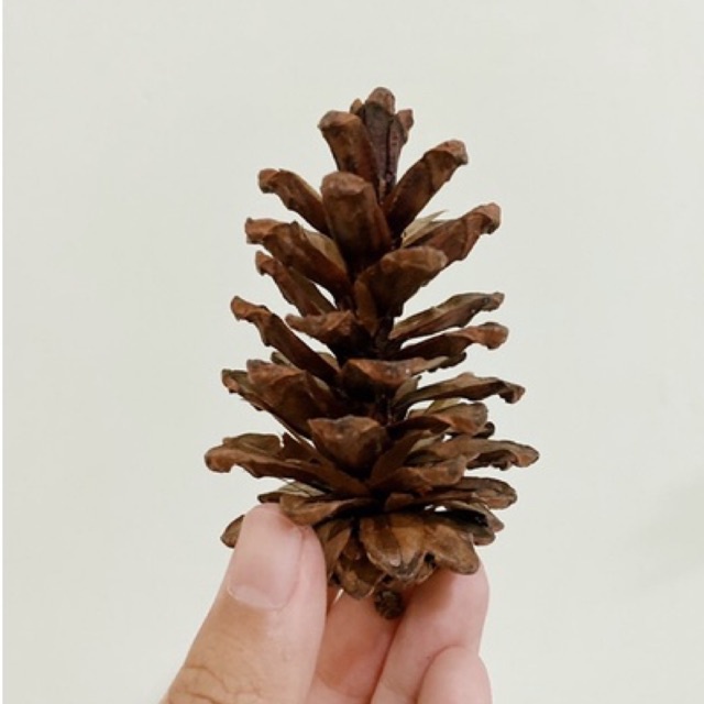 BUNGA PINUS - BUNGA PINUS KERING - PINUS KERING - PINUS - DEKOR RUSTIC - PINUS MURAH - ESTETIK