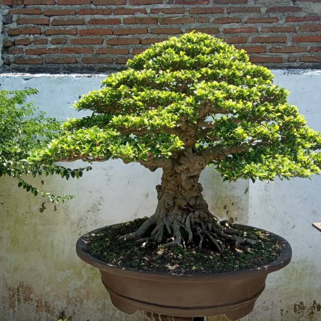 Bonsai Beringin Elegan Shopee Indonesia