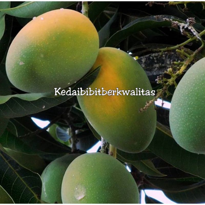 bibit mangga lalijiwo (manalagi) terlaris