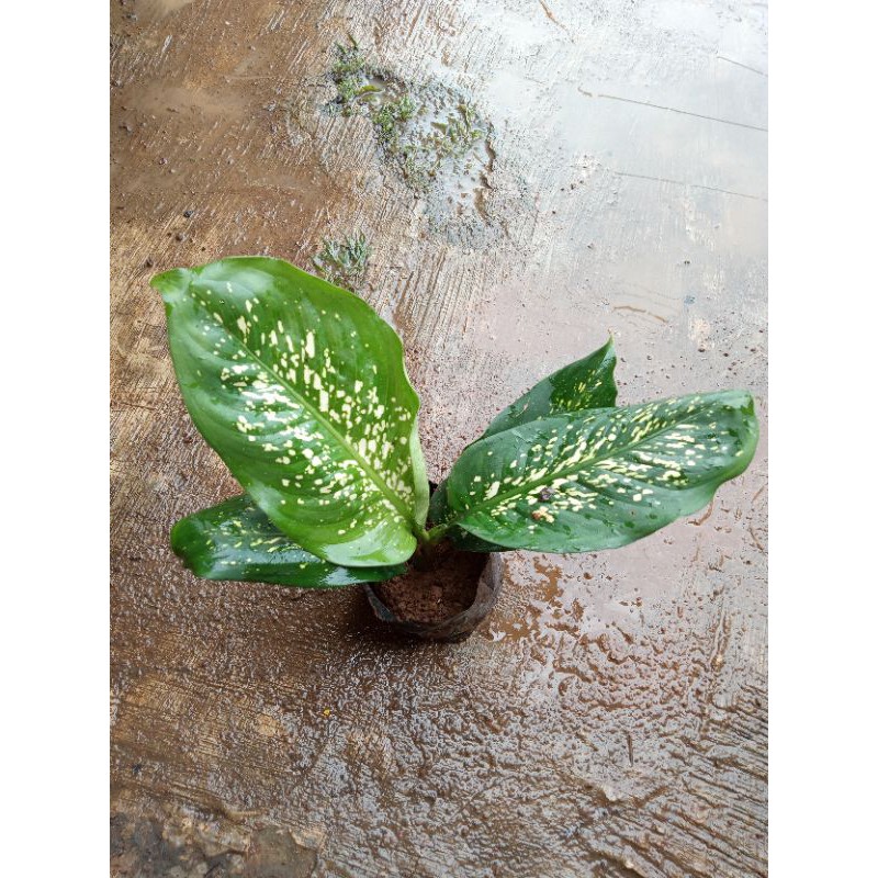 Aglonema Hijau Putih Hidup