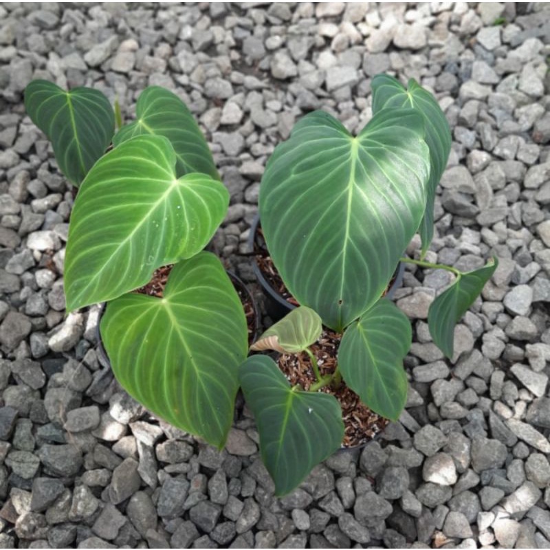 Philodendron Splendid