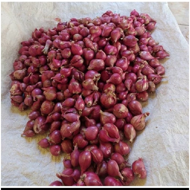 

Bawang merah/ brambang / bawang merah lokal