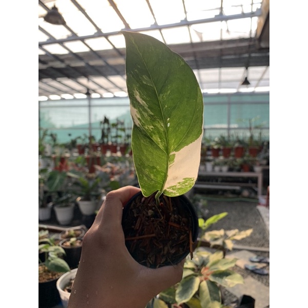 epipremnum pinnatum variegata Mewah