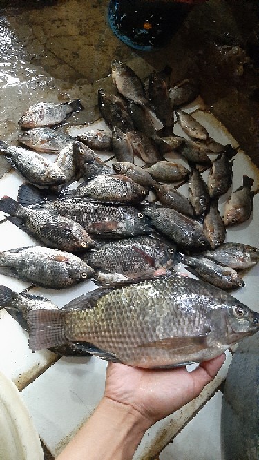 Koja Wadah Tempat Ikan Rk