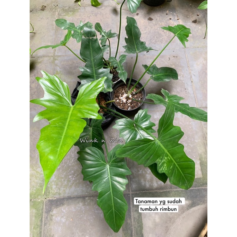Tanaman Hias Philodendron Golden Dragon / Philo GoldenDragon