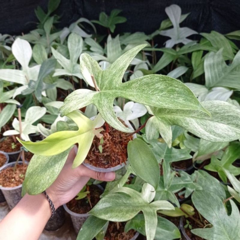 philodendron florida ghost/philo merpati