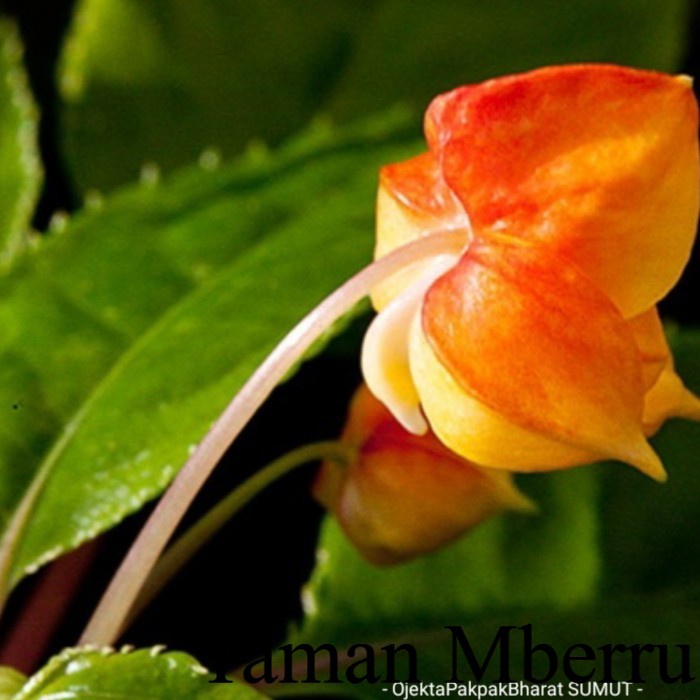 Pacar Air Kuning Sudah Dewasa Berbuah dan berbunga Impatiens auricoma simpon Tanaman Hutan Bunga & T
