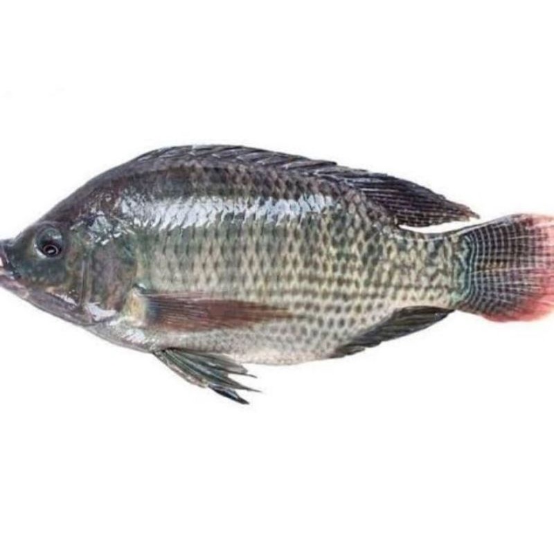

ikan mujair