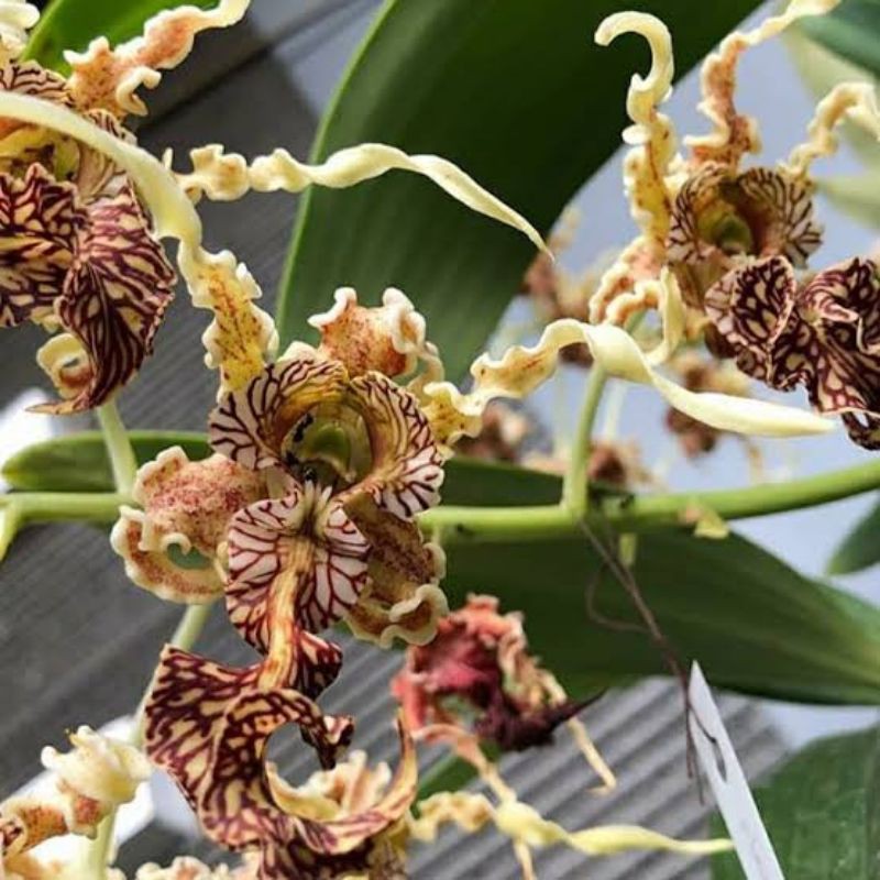 BIBIT TANAMAN ANGGEK Dendrobium Spectabile dewasa