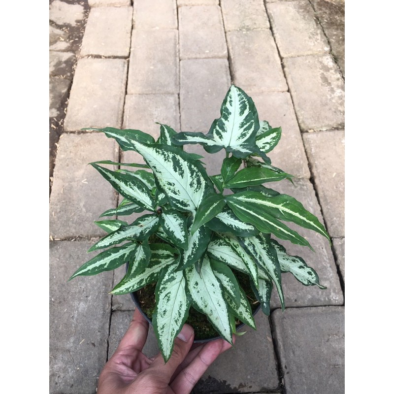 syngonium singonium angustatum little star rimbun