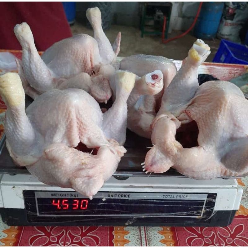 

ayam fress karkas