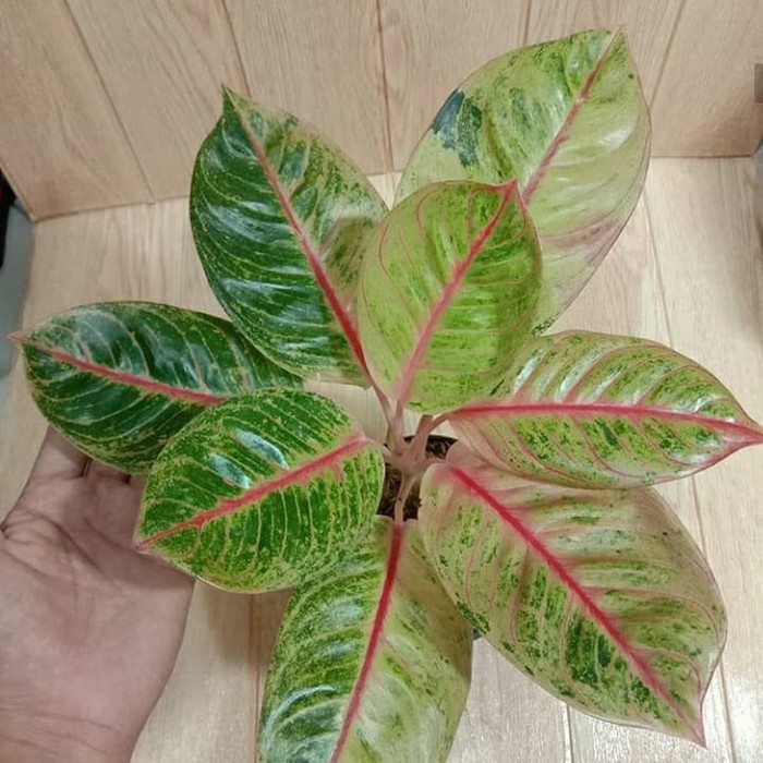 ready Tanaman hias aglonema veronica golden