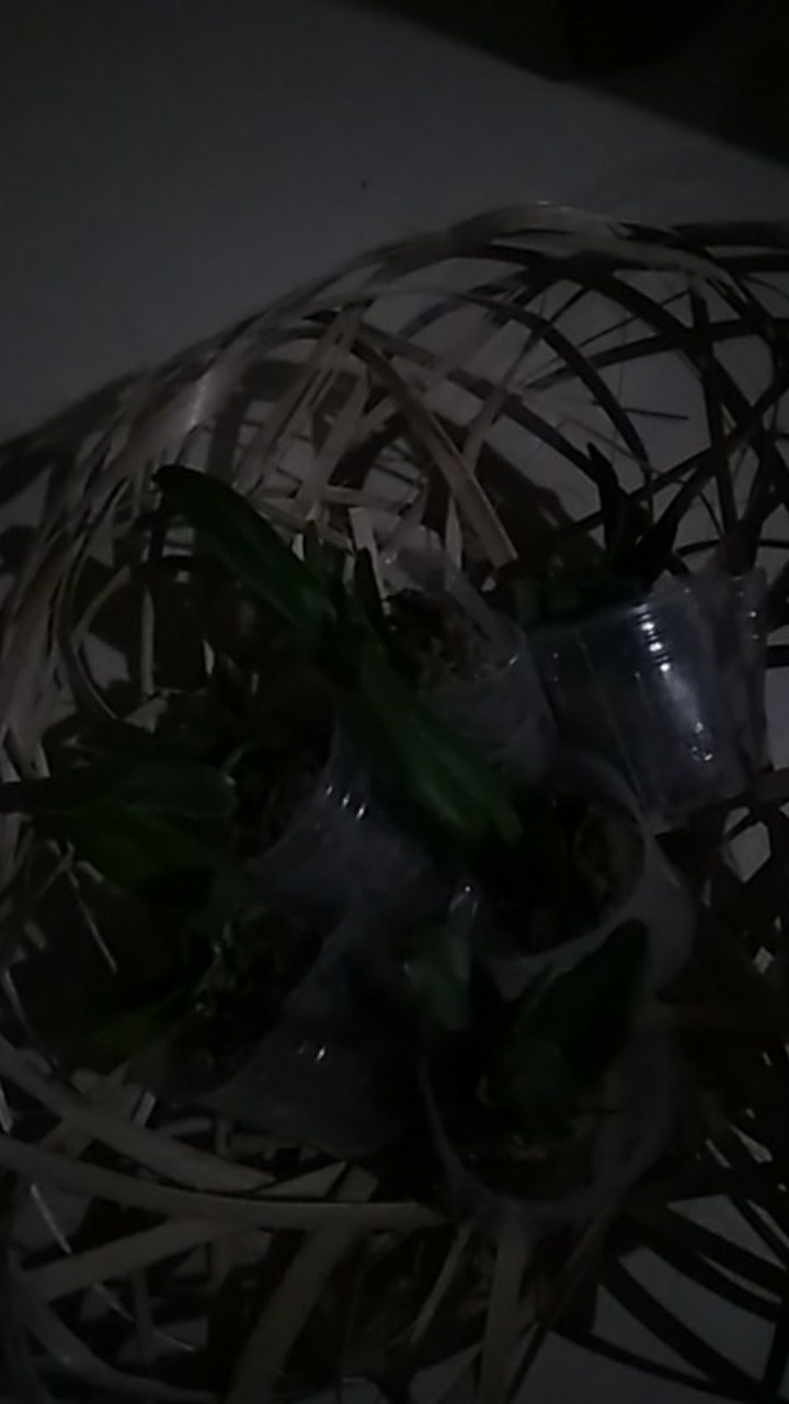 Sedling Anggrek Cattleya