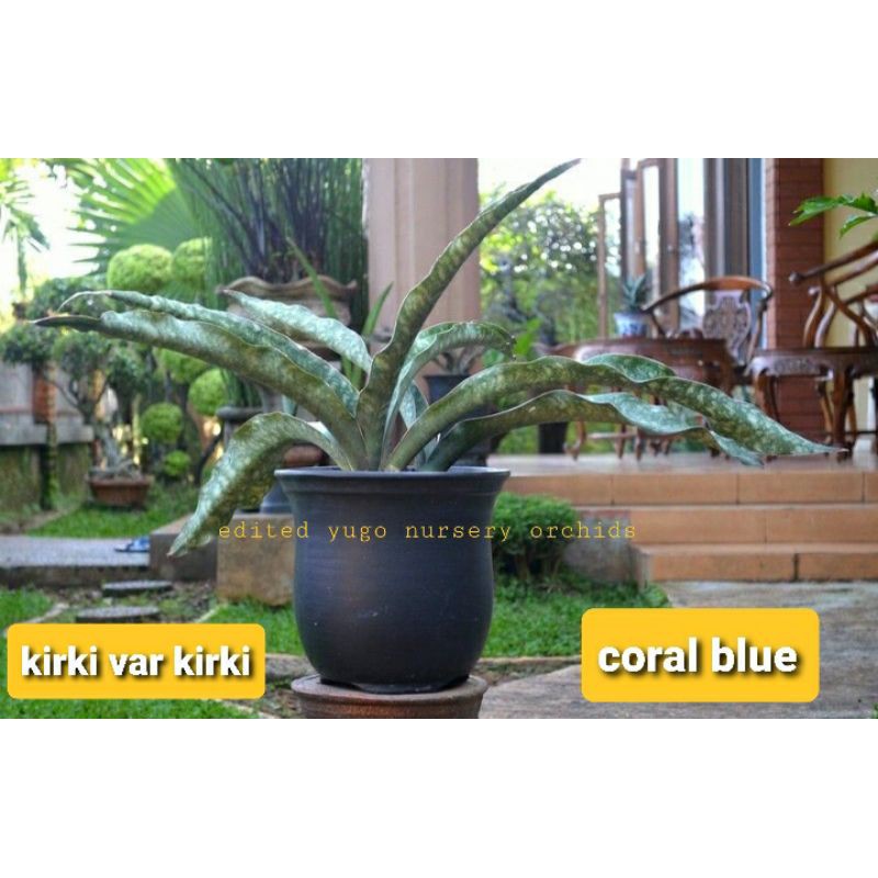 kirki var kirki sanseviera coral blue sansivera kirki