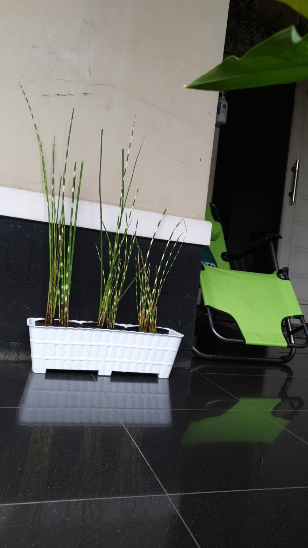 Tanaman Hias Bambu Air Variegata