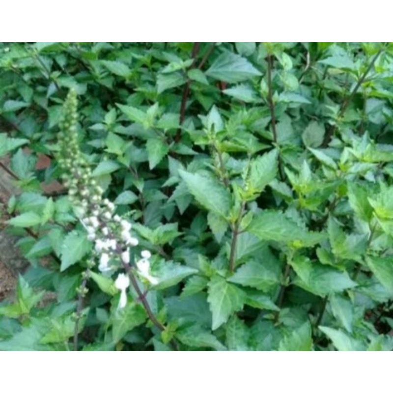 

DAUN KUMIS KUCING SEGAR PER 500 GRAM