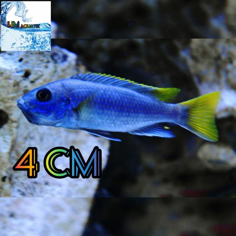 cichlid yellow tail acei